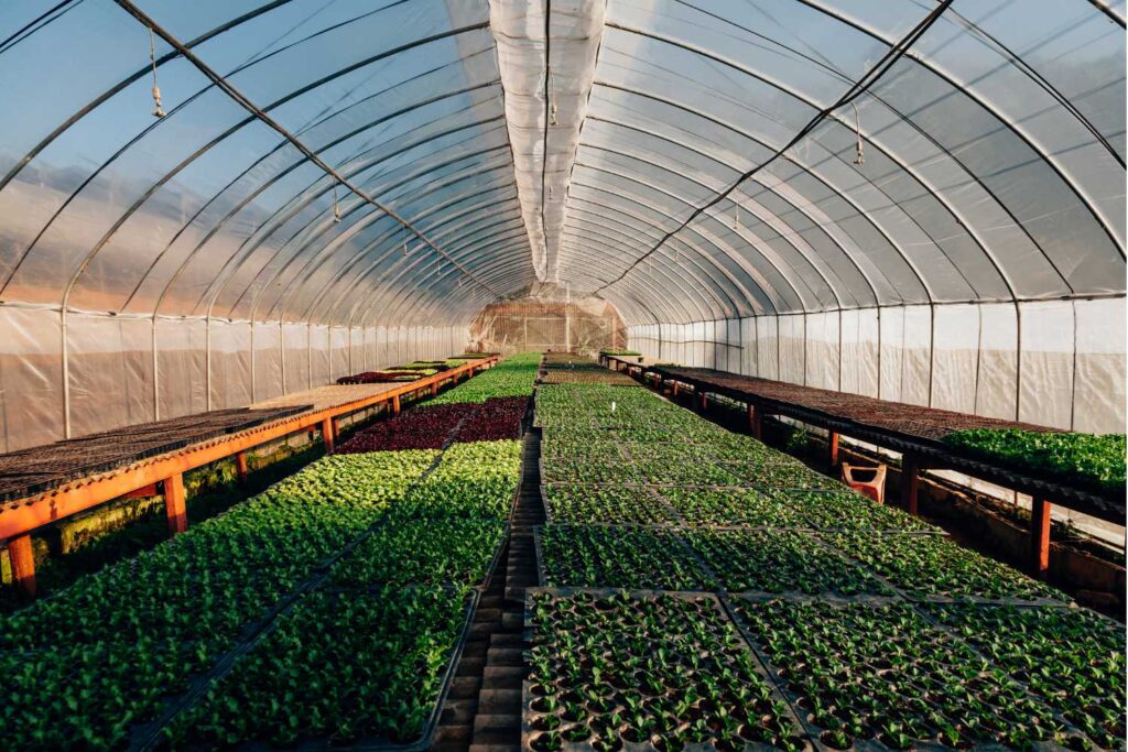 greenhouse